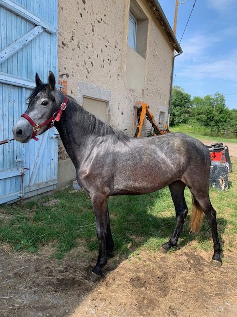 conémara a vendre