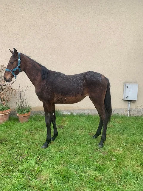 conémara a vendre
