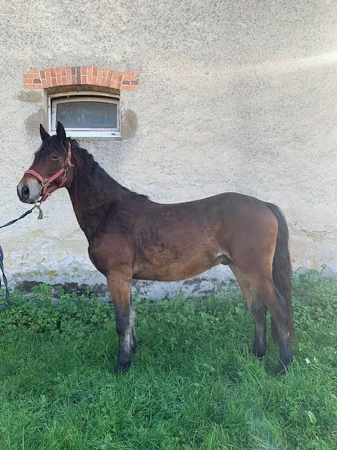 conémara a vendre