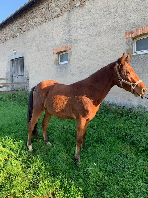 conémara a vendre