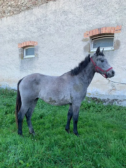 conémara a vendre