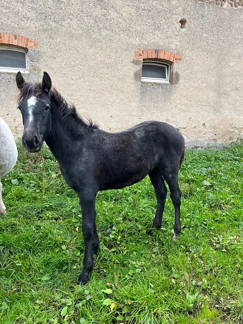 contact écurie de reville