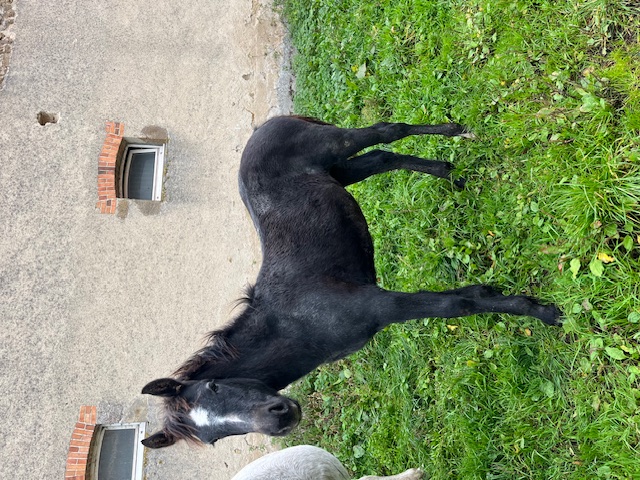 contact écurie de reville