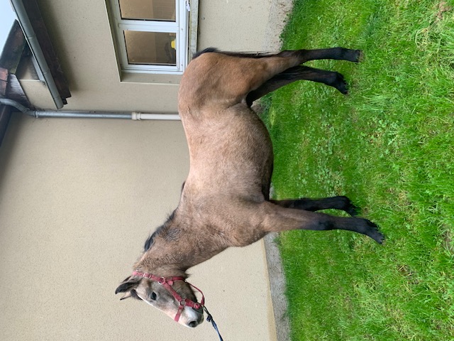 contact écurie de reville