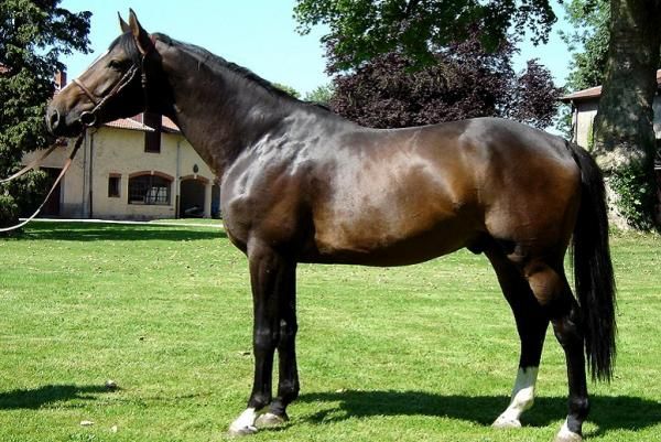 orphee