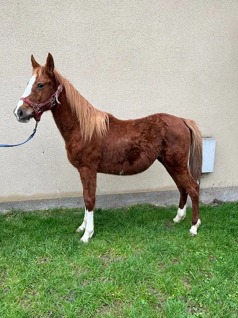 conémara a vendre