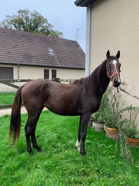 conémara a vendre