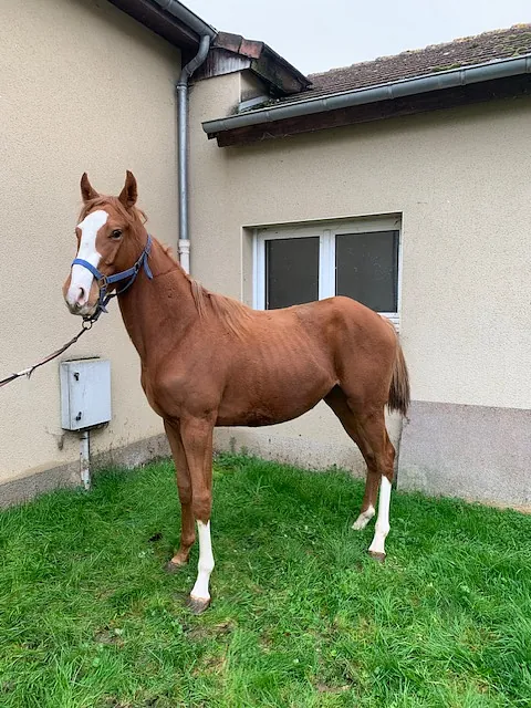 conémara a vendre