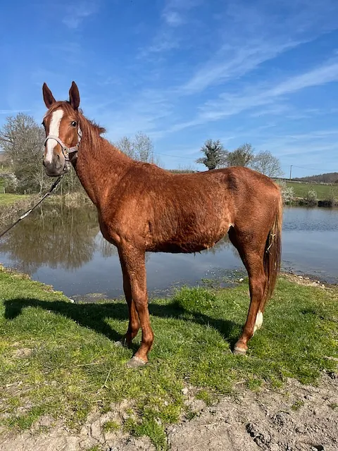 contact écurie de reville