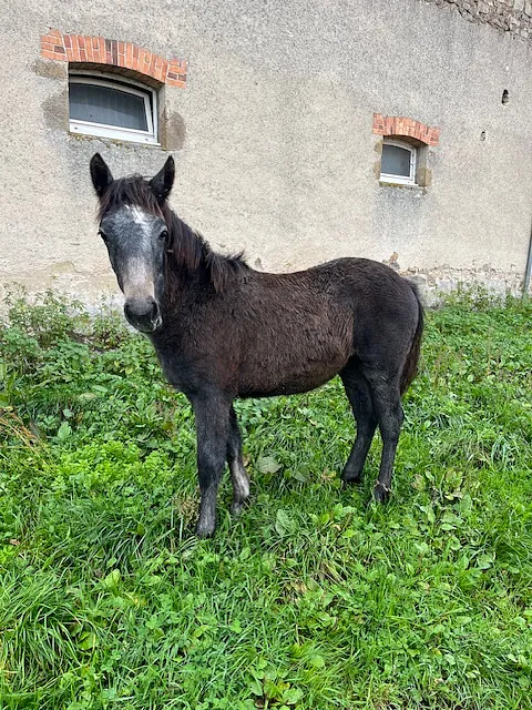 contact écurie de reville