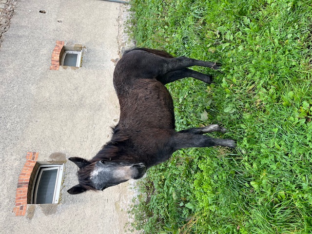 contact écurie de reville