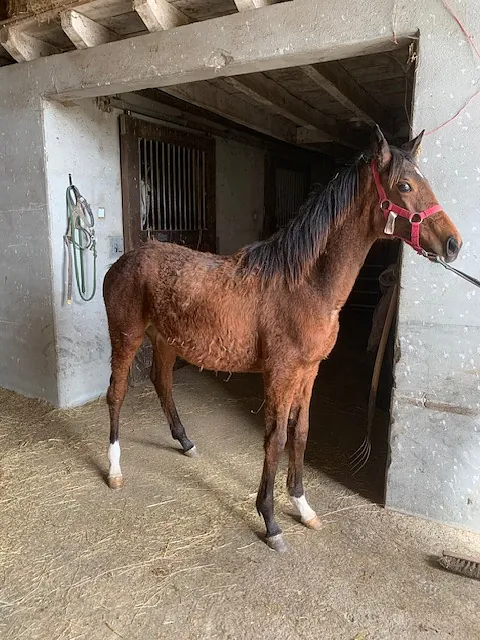 conémara a vendre