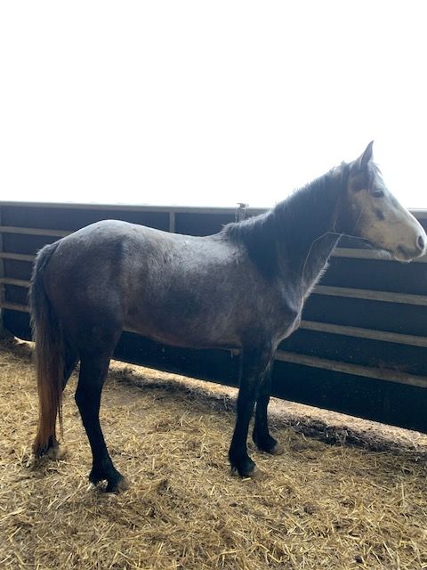 Poney connemara