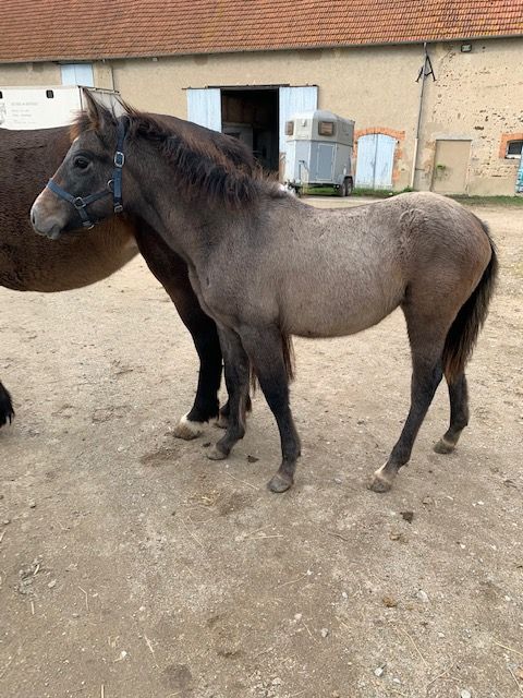 conémara a vendre