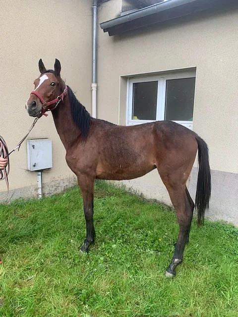 conémara a vendre