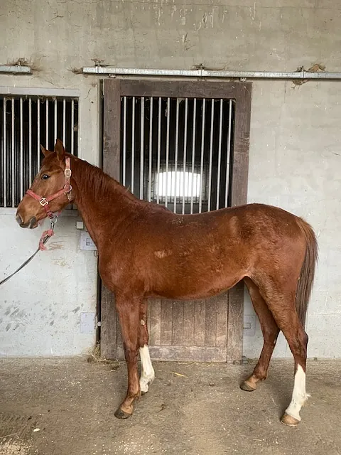 conémara a vendre