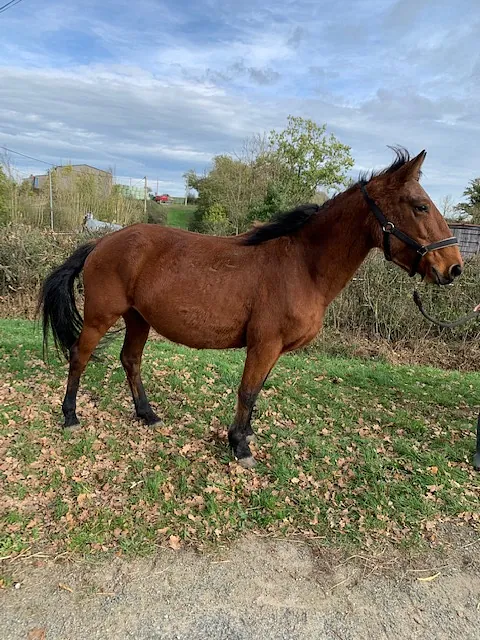 Poney connemara