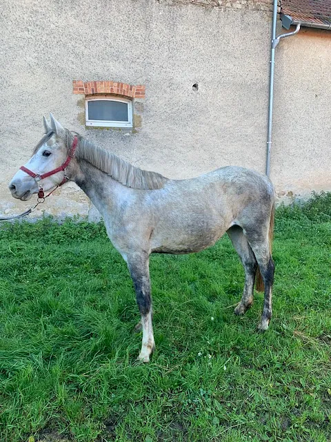 conémara a vendre