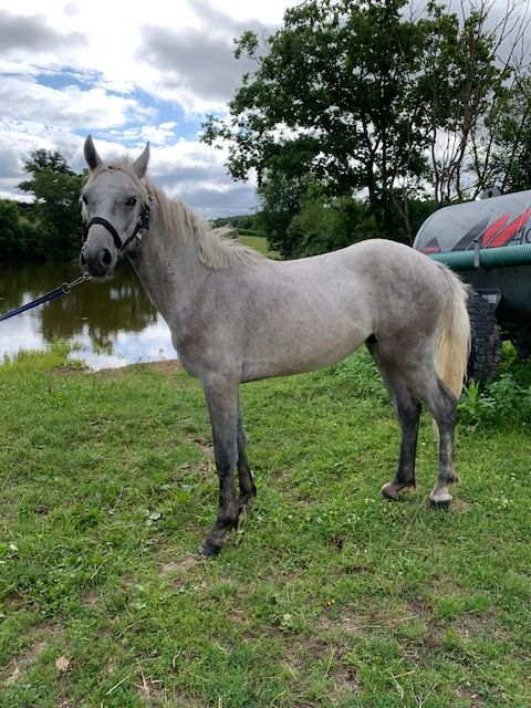 Poney connemara