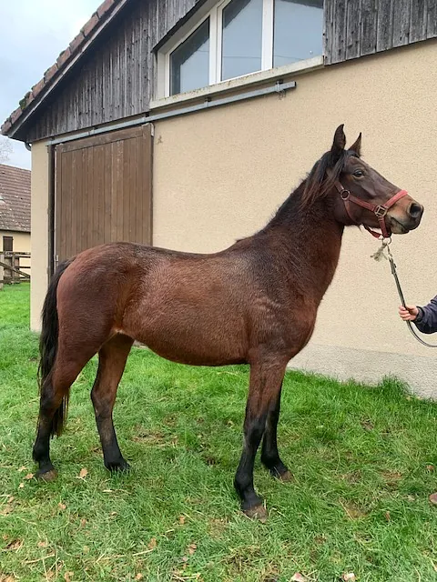 conémara a vendre