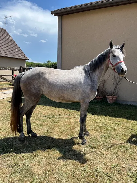 conémara a vendre