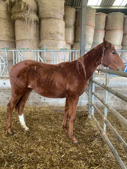 conémara a vendre